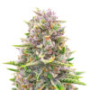 Bruce Banner auto feminized seeds