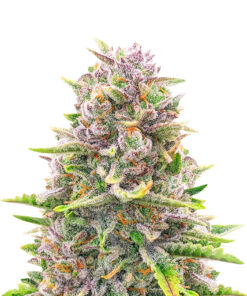 Bruce Banner auto feminized seeds