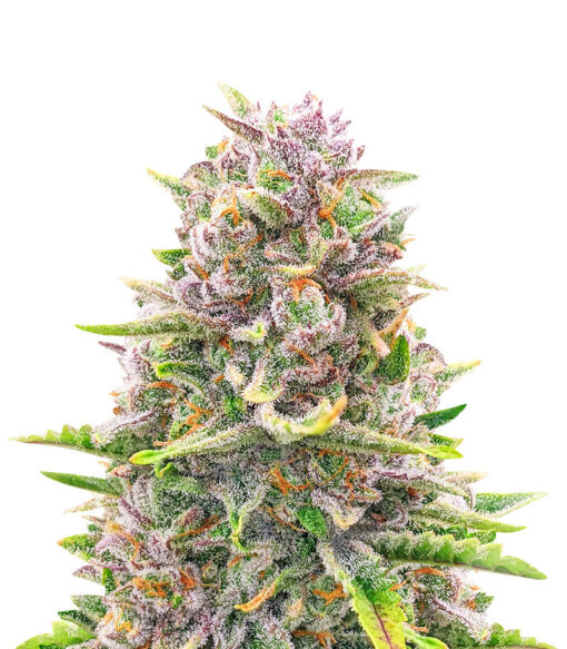 Bruce Banner auto feminized seeds