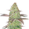 GSC Feminized seeds