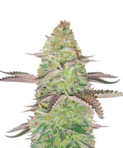 GSC Feminized seeds