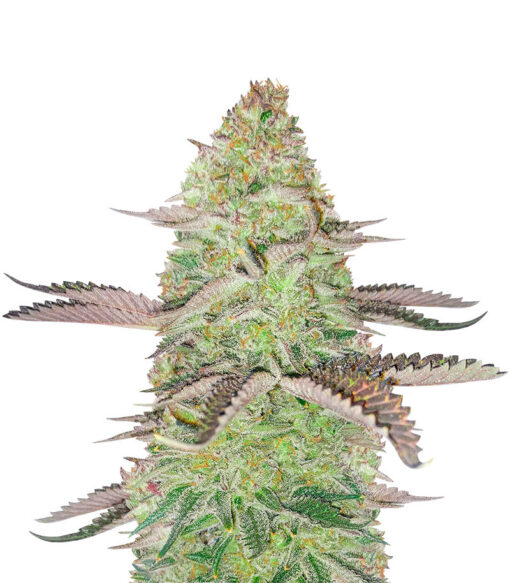 GSC Feminized seeds